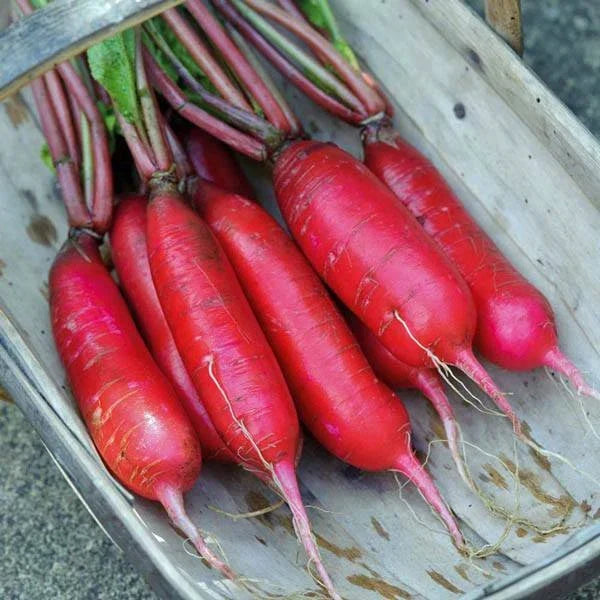 China Rose Radish Seeds - Organic Vegetable Seeds for Planting, Raphanus sativus, Fast-Growing, Heirloom, Non-GMO, 100 Seeds
