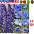Wildflower Seed Mixture - 30,000 Blue Wildflower Seeds for Pollinator Gardens, Summer Landscape, Biodiversity