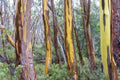 Eucalyptus Seeds - 50 Tasmania Yellow Perennial Tree Seeds - Eucalyptus globulus for Garden, Landscaping, Pollinator Attracting