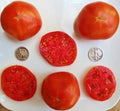Abe Lincoln Tomato Seeds - 25 Count, Sweet, Juicy, Solanum lycopersicum, Heirloom, Open-Pollinated, Non-GMO