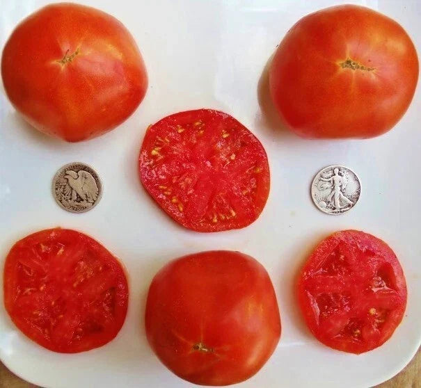 Abe Lincoln Tomato Seeds - 25 Count, Sweet, Juicy, Solanum lycopersicum, Heirloom, Open-Pollinated, Non-GMO