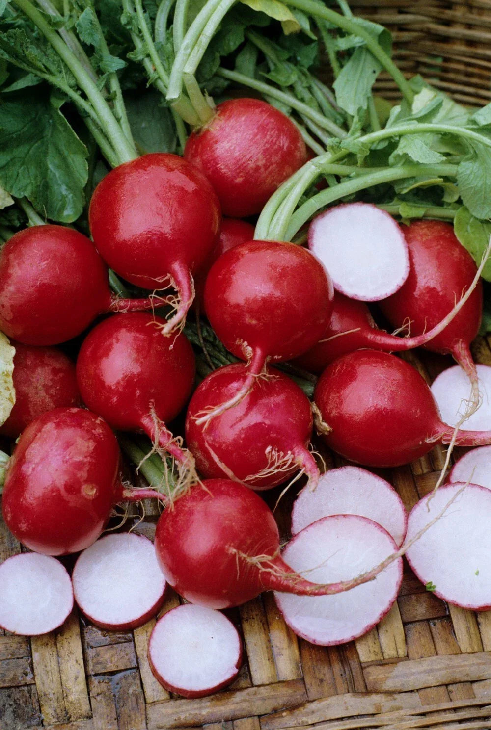 Champion Radish Seeds - Organic Non-GMO Heirloom Raphanus sativus, 200+ Seeds for Home Garden, Fast-Growing, Container & Bed Planting