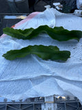 Vietnam White Dragon Fruit Cuttings 8-24” Hylocereus undatus Exotic Fruit Plant Propagation