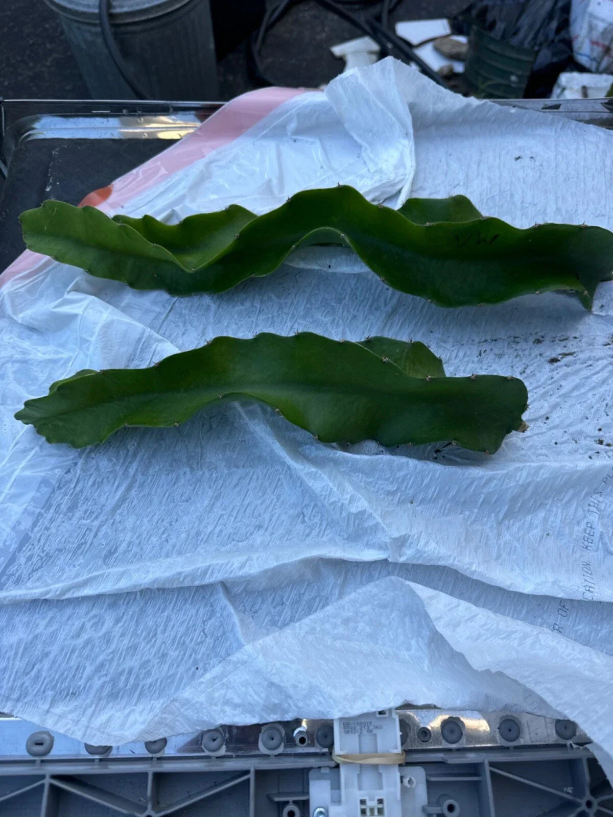 Vietnam White Dragon Fruit Cuttings 8-24” Hylocereus undatus Exotic Fruit Plant Propagation