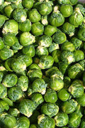 Brussels Sprouts Seeds - 520 Count Heirloom Brassica oleracea Non-GMO for Home Garden, Containers, and Raised Beds
