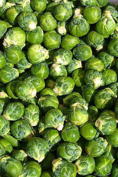 Brussels Sprouts Seeds - 520 Count Heirloom Brassica oleracea Non-GMO for Home Garden, Containers, and Raised Beds