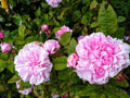 Bare Root Rose Plant Jacques Cartier - 2 Years Old Rosa 'Jacques Cartier'