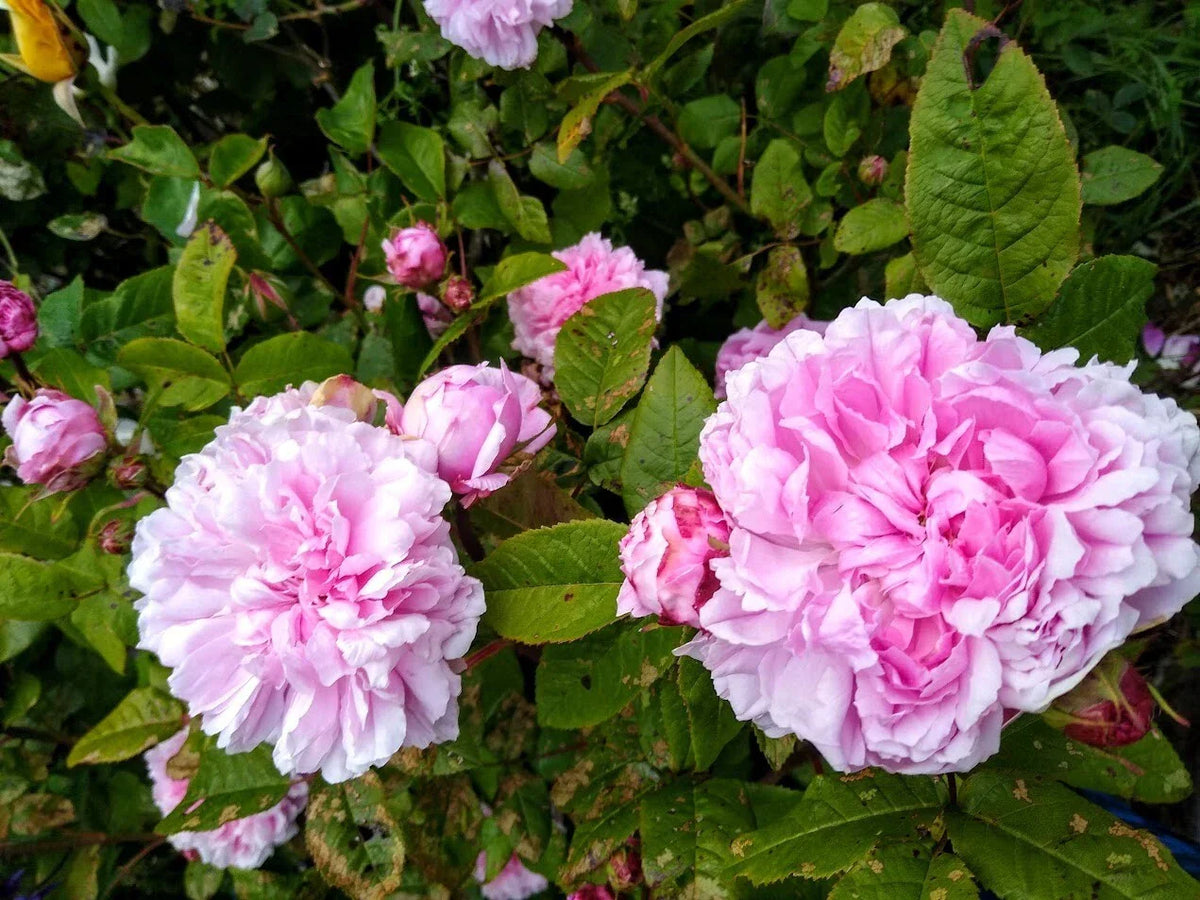 Bare Root Rose Plant Jacques Cartier - 2 Years Old Rosa 'Jacques Cartier'