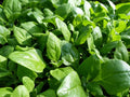New Zealand Spinach Seeds - Bulk, Non-GMO Heirloom, Tetragonia tetragonioides, Nutritious Leafy Green, Garden Seeds