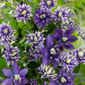 Double Dark Purple Clematis Seeds - Perennial Climbing Vine - Clematis viticella - Garden Flower Seeds for Fences & Trellises