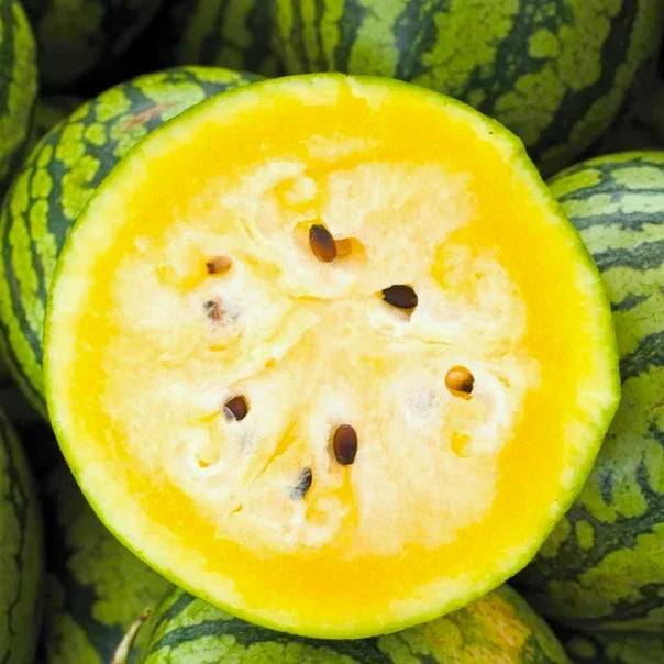 Mountain Sweet Yellow Watermelon Seeds - Citrullus lanatus - Bright Yellow Flesh, Juicy, Non-GMO, for Summer Gardening