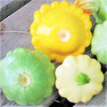 Patty Pan Squash Seeds Mix – 3 Colors (Yellow, Green, White) – Bush Scallop Cucurbita pepo – Vegetable Garden Planting 2025