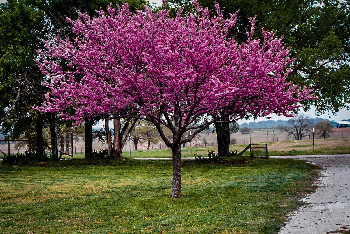 Redbud Tree Live Bare Root 6-12 Inches Cercis canadensis Deciduous Flowering Tree