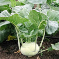 White Vienna Kohlrabi Seeds - 1000 Non-GMO Heirloom Vegetable Seeds for Home Gardening - Brassica oleracea