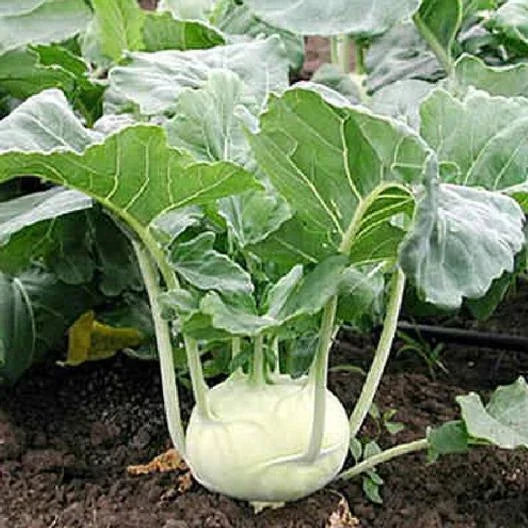 White Vienna Kohlrabi Seeds - 1000 Non-GMO Heirloom Vegetable Seeds for Home Gardening - Brassica oleracea
