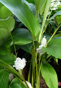 Ice Blue Calathea Seeds – Perennial Indoor/Outdoor Planting – Calathea 'Ice Blue' – Foliage Seeds for Garden & Home
