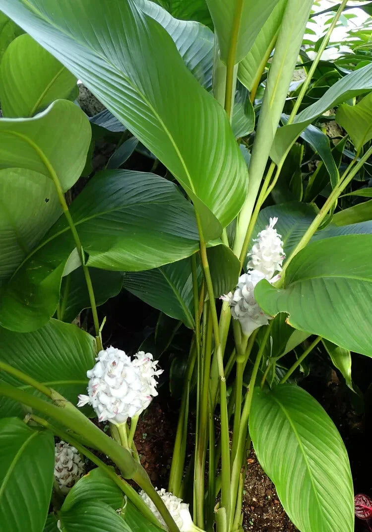 Ice Blue Calathea Seeds – Perennial Indoor/Outdoor Planting – Calathea 'Ice Blue' – Foliage Seeds for Garden & Home