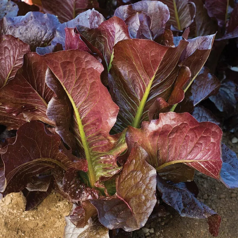Red Romaine Lettuce Seeds – Heirloom Organic Vegetable Seeds, Lactuca Sativa, 600+ Pack for Home Garden Planting