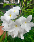 Bridal Bouquet Plumeria Pudica Cuttings - Tropical Frangipani Succulent - 6-8 Inches, Fragrant White Flowers