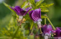 Conny Broe Geranium Seeds Pack of 25+ Pelargonium x hortorum Vibrant Flowering Annual for Garden, Containers, Borders