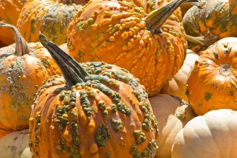 Organic Knucklhead Pumpkin Seeds – 10 Pack, Cucurbita pepo, Unique Knobby Texture, Fall Decoration & Culinary Use