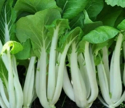 Pak Choi Seeds - 300+ Brassica rapa var. chinensis Microgreens for Asian Cuisine, Organic Vegetable Gardening
