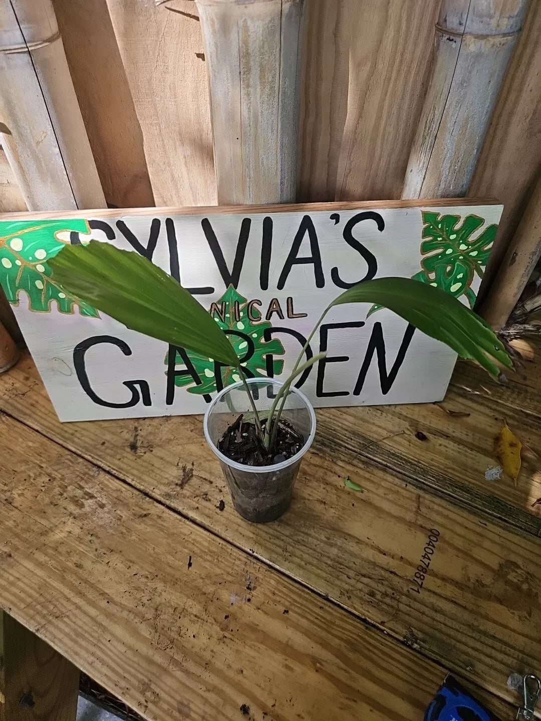 Sugar Palm Tree Seedling in 3.5" Pot, Arenga Pinnata Live Plant, Tropical Indoor Outdoor Garden