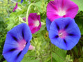 Mixed Colors Morning Glory Seeds - Ipomoea purpurea Flower Seeds for Vibrant Gardens, Climbing Vines, Full Sun, Organic, Non-GMO