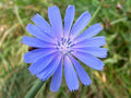 Wildflower Seeds Pack - 2,000 Native Flower Mix for Pollinators and Wildlife Food - Eco-Friendly Garden Planting