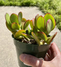 Live Succulent Plant Cutting - Jade Crosby Crassula ovata - 3.5" Indoor/Outdoor Green Succulent