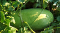 Charleston Gray Watermelon Seeds - 50+ Pack, Citrullus lanatus, Heirloom, Juicy, Large, USA Grown, Garden Planting, Non-GMO