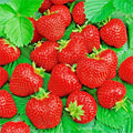 Ali Baba Strawberry Seeds - 50 Non-GMO Heirloom Fragaria × ananassa for Spring Planting