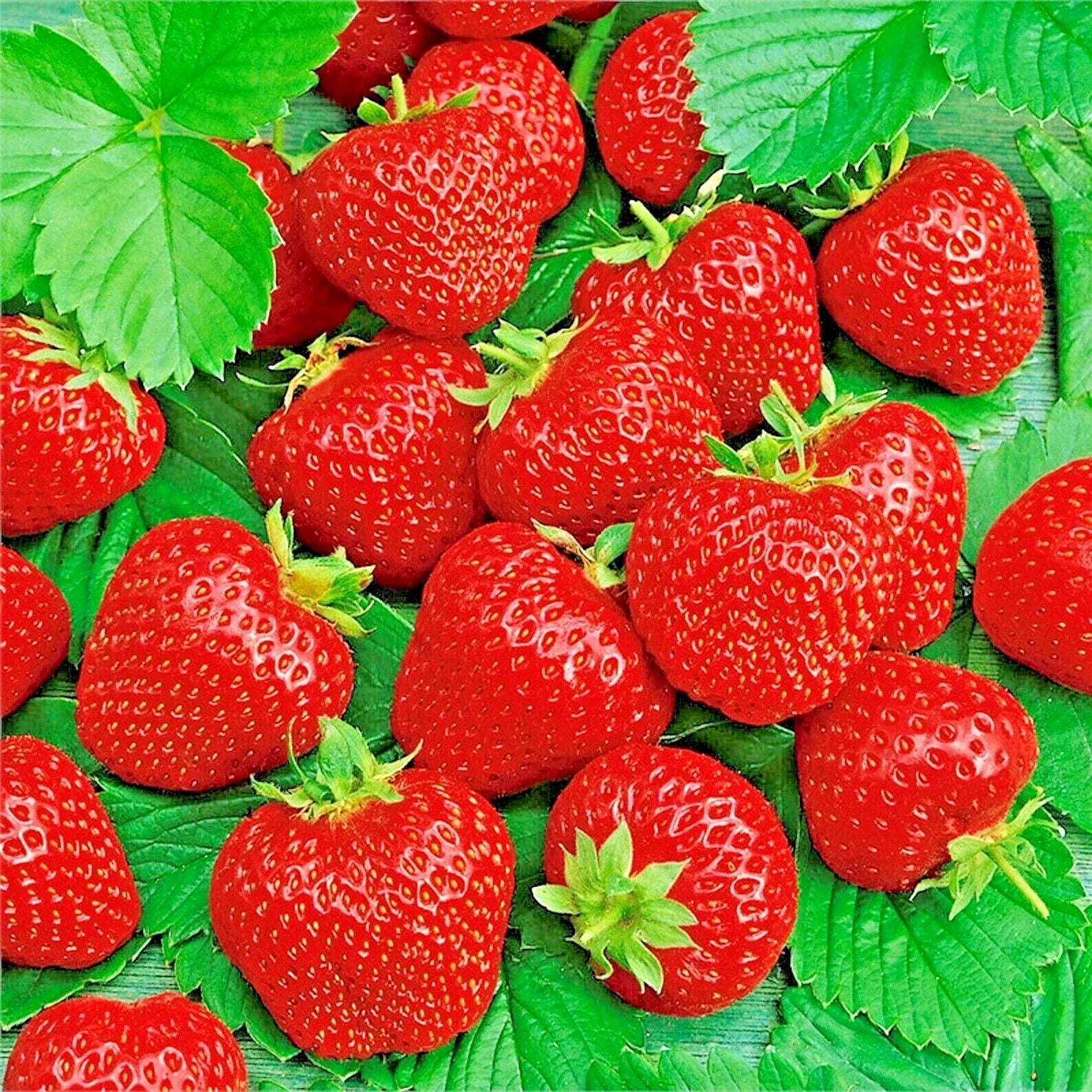 Ali Baba Strawberry Seeds - 50 Non-GMO Heirloom Fragaria × ananassa for Spring Planting