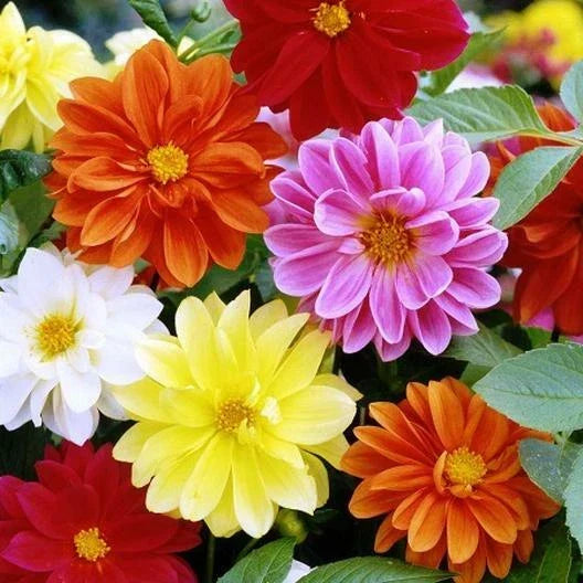 Dahlia Seeds - 45 Count - Unwins Mix Flower Seeds for Garden, Container, Pollinators, Non-GMO, Full Sun, Dahlia pinnata