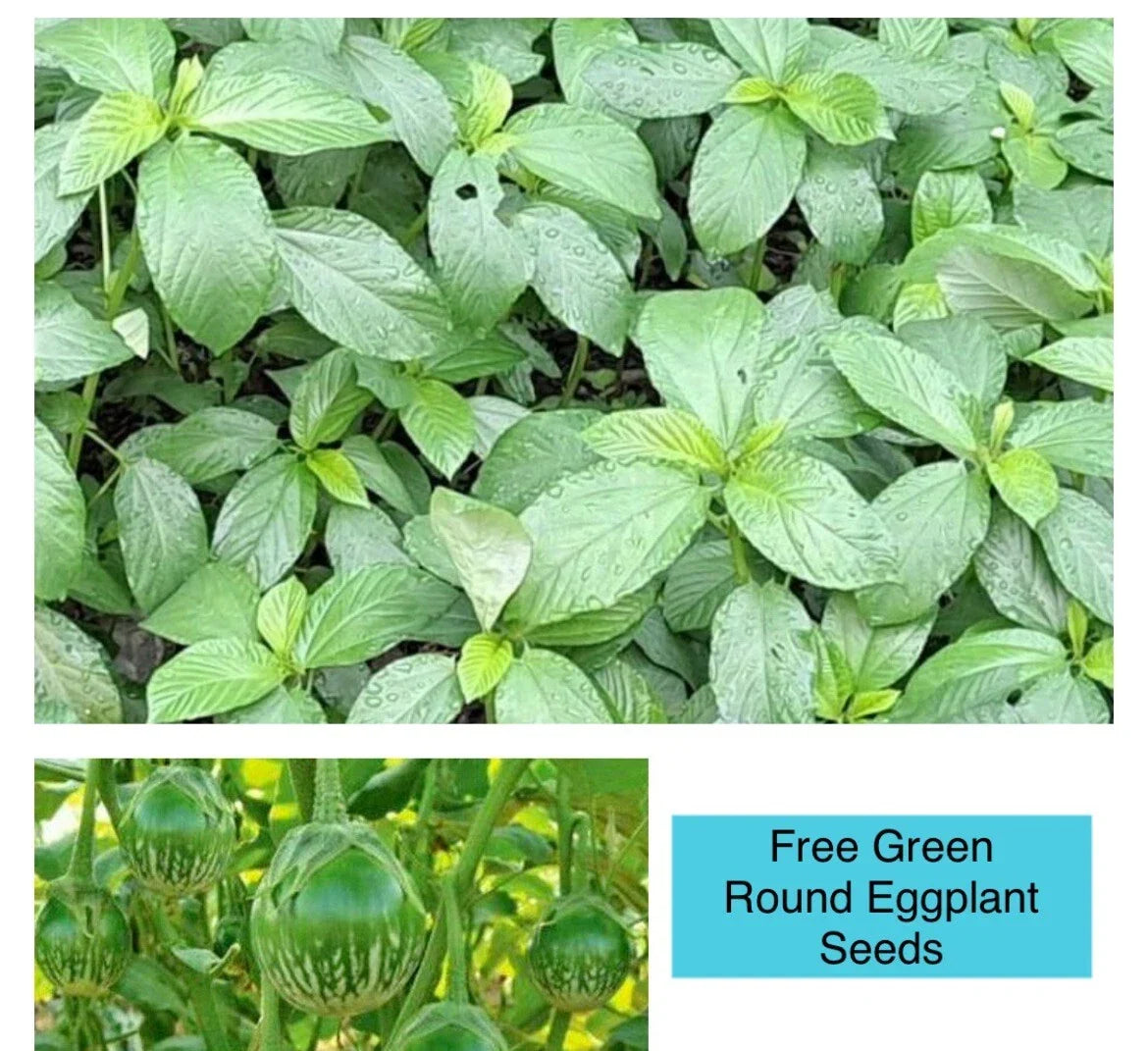 Egyptian Spinach Seeds - Corchorus olitorius, 200+ Seeds for Home Garden, Saluyot, Jute Molokhia, Fast-Growing, Nutrient-Rich, Container Gardening