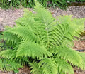 Lady Fern Bare-Root Plant Athyrium Felix-Femina Hardy Perennial for Shade Gardens