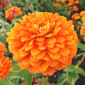 Zinnia Seeds - Giant 5" Double Orange Flowers - Orange King Heirloom Variety - Zinnia elegans, Butterfly Attracting, Full Sun