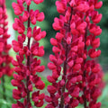 25 Lupine Seeds Perennial Flower Seeds Blue Purple Pink Lupinus polyphyllus Garden Pollinator Attracting