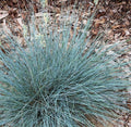 Blue Fescue Ornamental Grass Plant - Festuca glauca 'Elijah Blue' - Compact, Drought-Tolerant