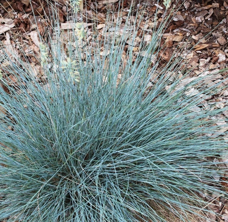 Blue Fescue Ornamental Grass Plant - Festuca glauca 'Elijah Blue' - Compact, Drought-Tolerant