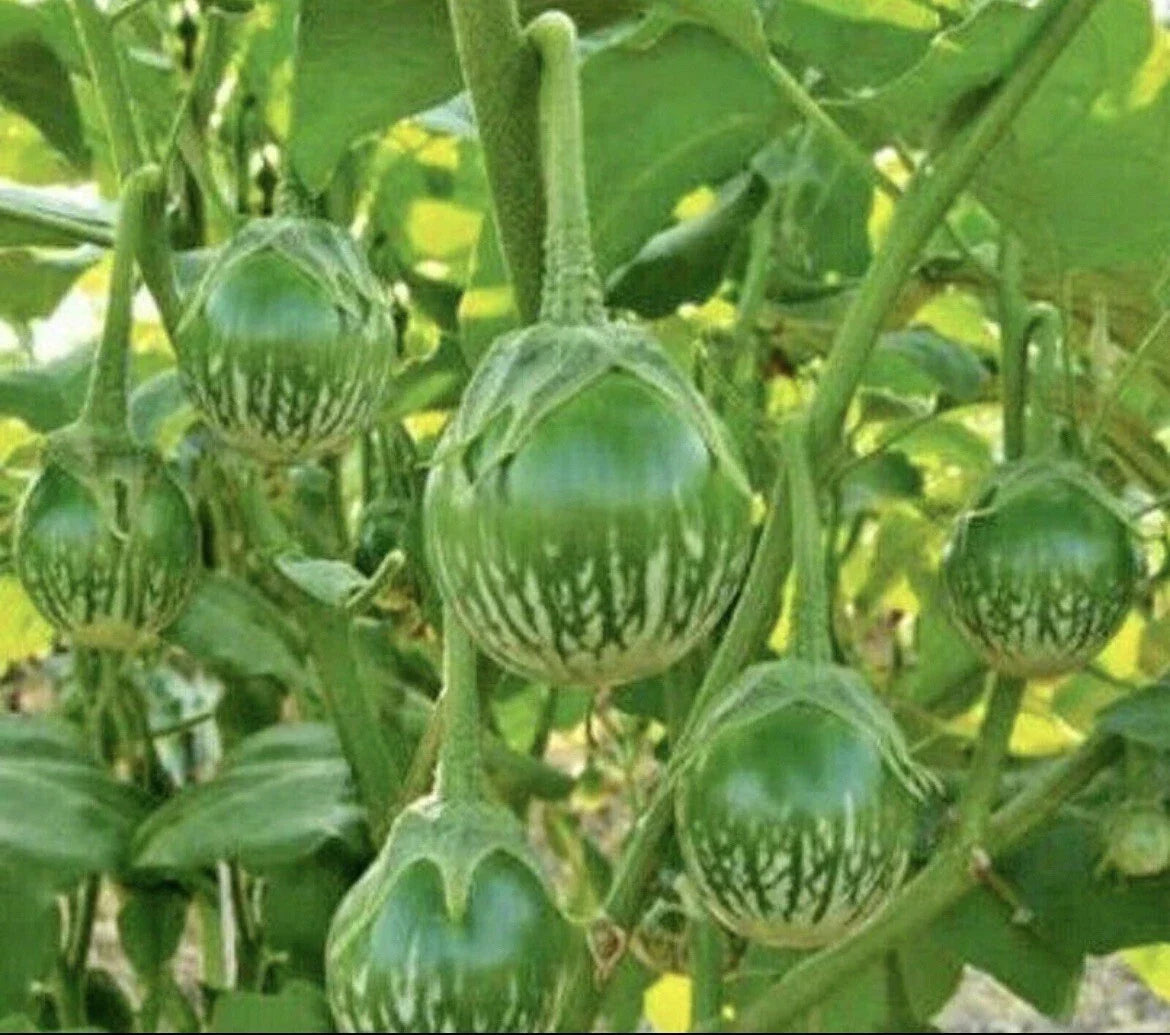 Thai Green Eggplant Seeds - 50+ Round Solanum melongena Heirloom Vegetable Seeds for Home Garden