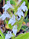 Giant White Lobelia Seeds 253 Count Hardy Lobelia siphilitica Pollinator Attracting Perennial Plant