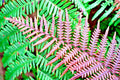 Autumn Fern Spores 1000 Count Dryopteris erythrosora Hardy Fern for Shade Garden Planting