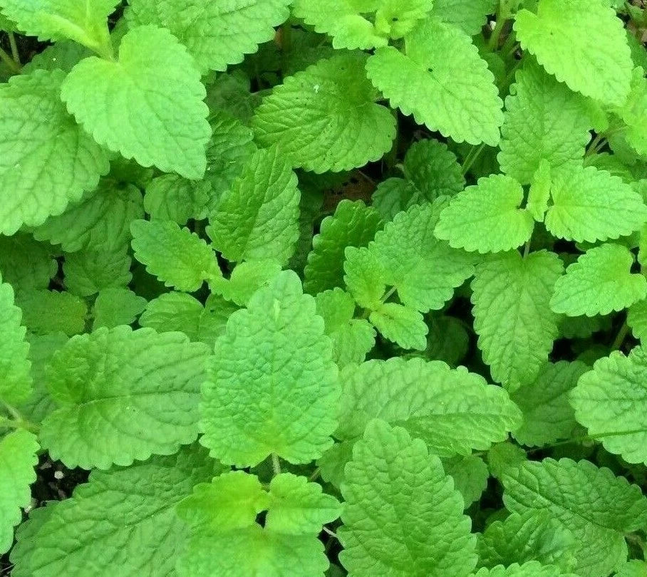 Lemon Balm Seeds 1000+ Melissa officinalis Perennial Herb for Bees & Butterflies Garden Planting