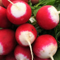 Sparkler Radish Seeds | Pink Red White Garden Root Vegetable | Raphanus sativus | Fast-Growing, Non-GMO, 200 Seeds