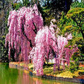 Weeping Sakura Cherry Blossom Tree Seeds - Prunus pendula, Pink Flowers, Fast Growing, Hardy Ornamental Plant, Garden & Landscape Seeds
