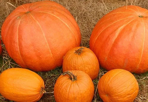 Mixed Pumpkin Seeds Pack – Heirloom Cucurbita pepo for Planting, Gardening & Culinary Use