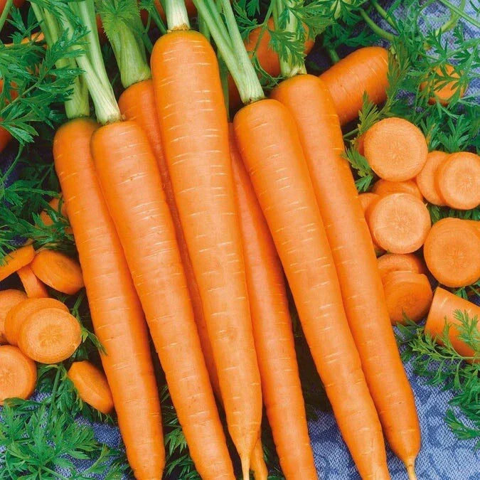 Imperator 58 Carrot Seeds – Non-GMO Heirloom Organic Vegetable Seeds for Home Gardening, 200+ Pack