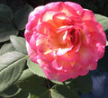 Large Double Delight Rose Cuttings - 3 Stems for Rooting, Fragrant Bi-Color Blooms, Rosa 'Double Delight'