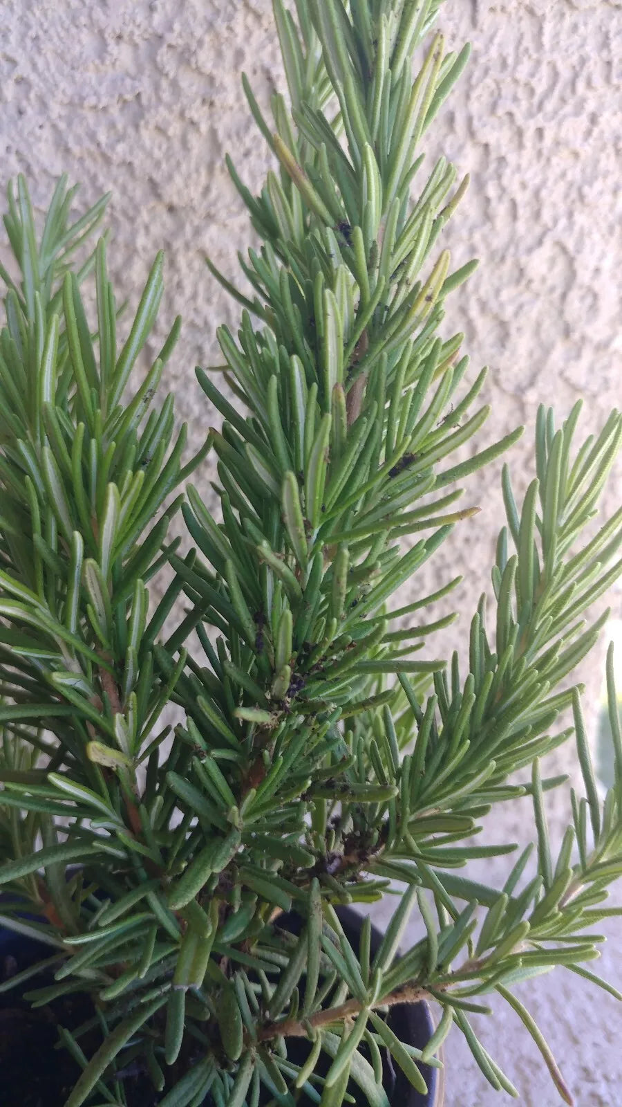 Rosemary Plant - Medium Live Bare Root Herb for Garden, Culinary, Aromatic, Salvia rosmarinus
